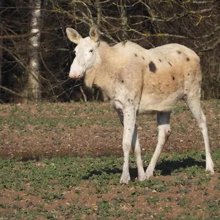 Mazurski - Wake Up *