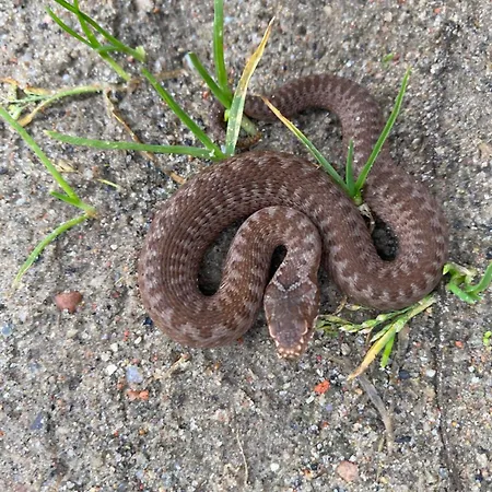 Mazurski - Wake Up *