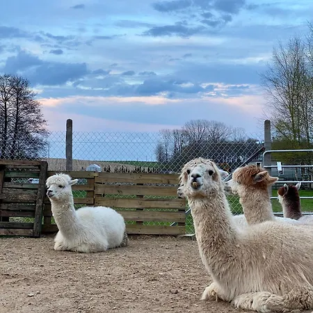 Mazurski - Wake Up * Ogonki